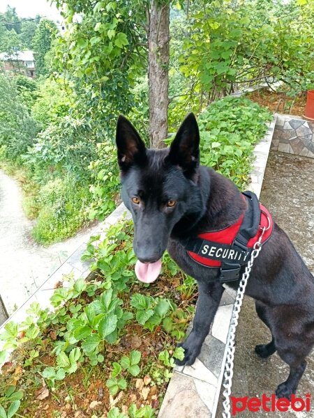 Alman Çoban Köpeği, Köpek  Lucky fotoğrafı