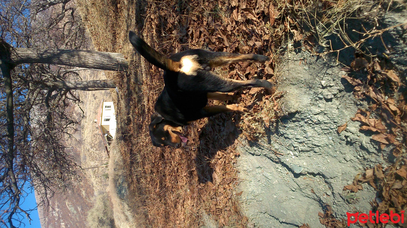 Rottweiler, Köpek  ateş fotoğrafı