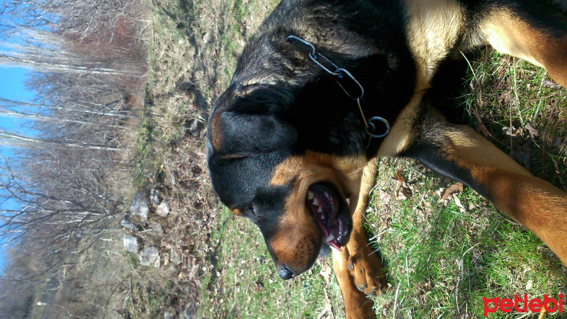 Rottweiler, Köpek  ateş fotoğrafı