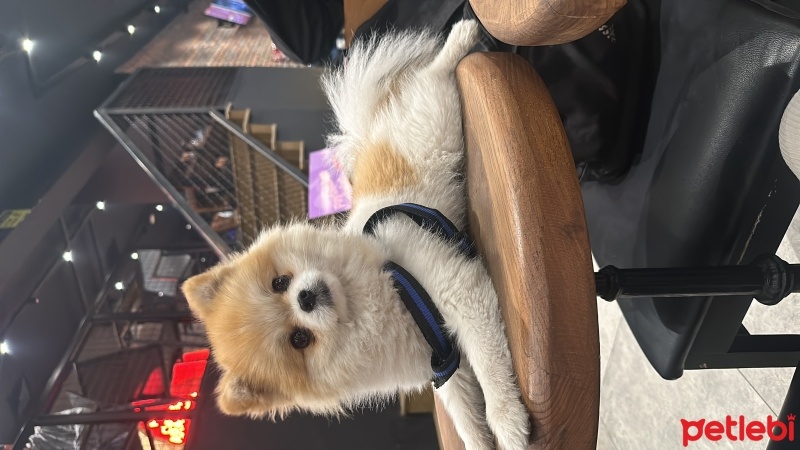 Pomeranyalı, Köpek  Ege fotoğrafı