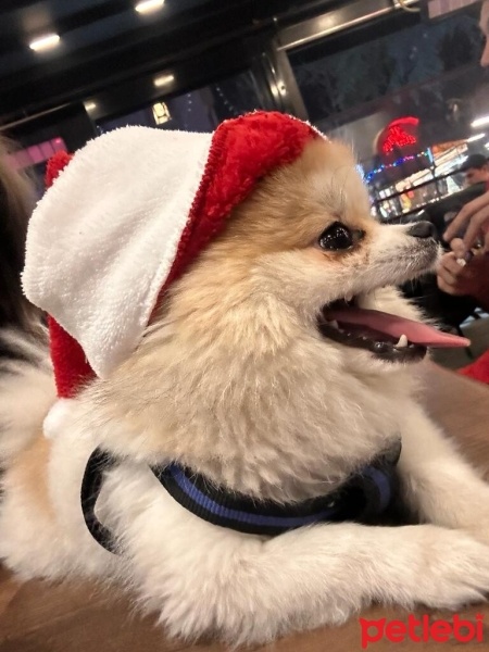 Pomeranyalı, Köpek  Ege fotoğrafı