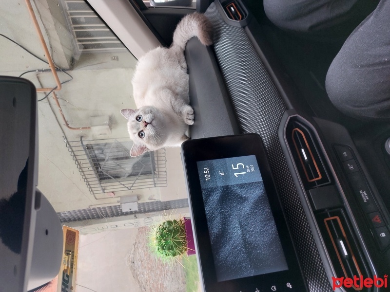 British Shorthair, Kedi  Çakıl fotoğrafı