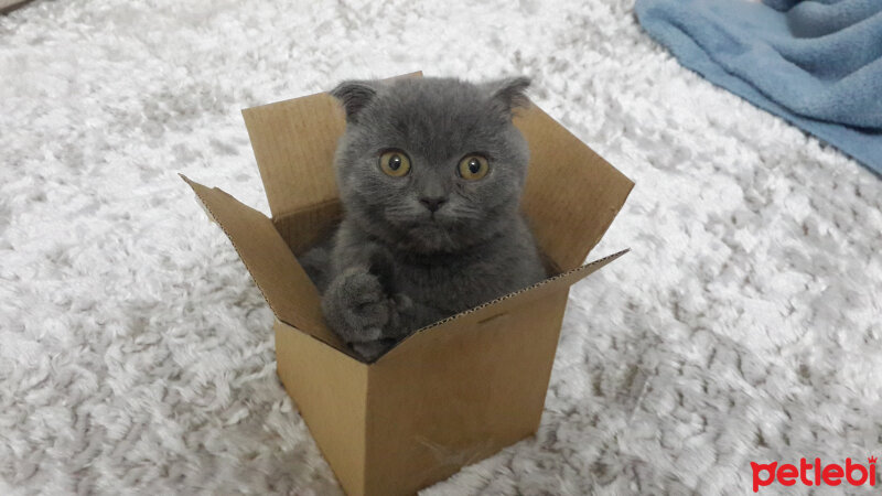 Scottish Fold, Kedi  ALİSYA&BOBO fotoğrafı