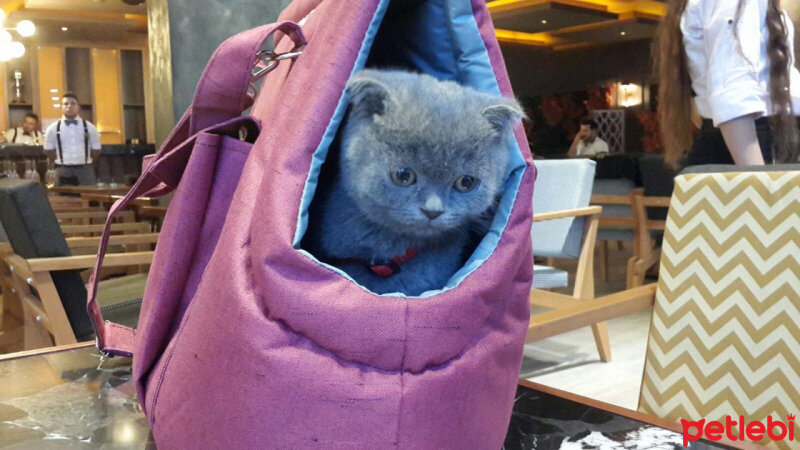 Scottish Fold, Kedi  ALİSYA&BOBO fotoğrafı