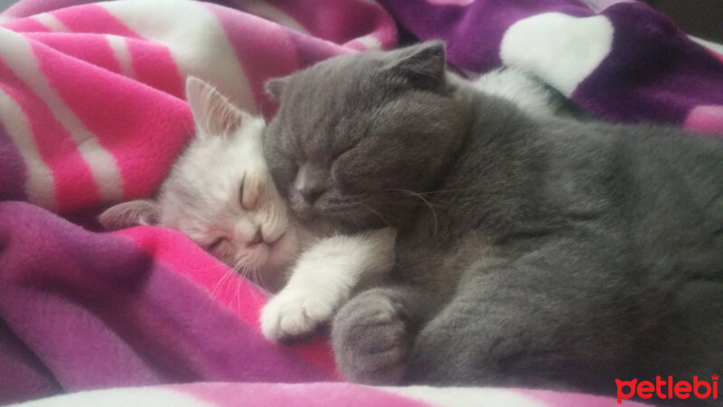 Scottish Fold, Kedi  ALİSYA&BOBO fotoğrafı