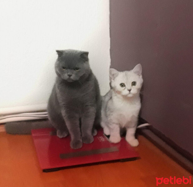 Scottish Fold, Kedi  ALİSYA&BOBO fotoğrafı