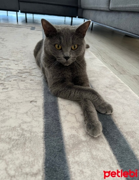 British Shorthair, Kedi  Mia fotoğrafı