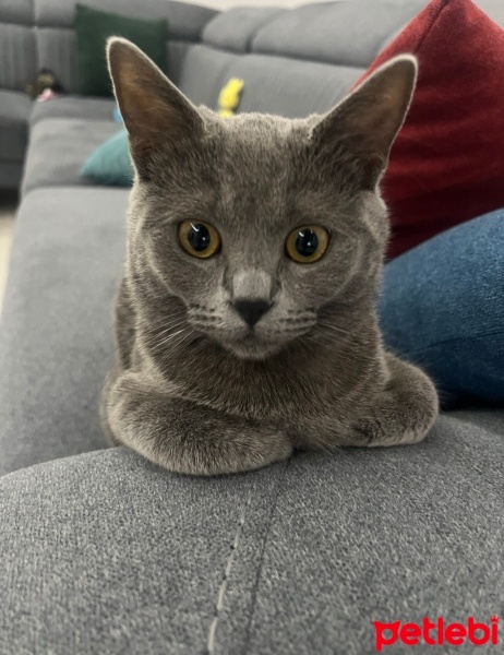 British Shorthair, Kedi  Mia fotoğrafı