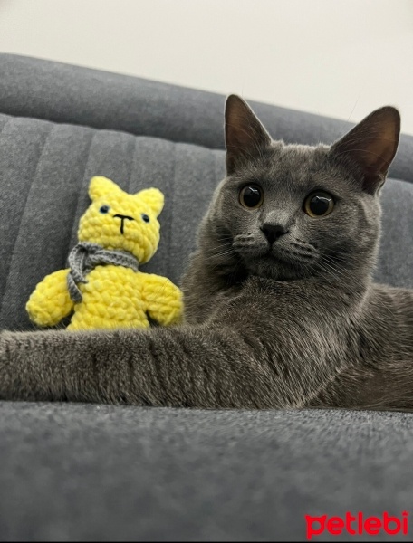 British Shorthair, Kedi  Mia fotoğrafı