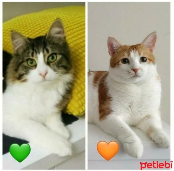 Sarman, Kedi  Poncik fotoğrafı