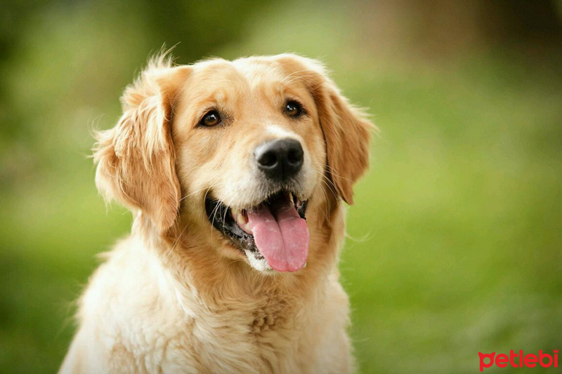 Golden Retriever, Köpek  Paşa fotoğrafı