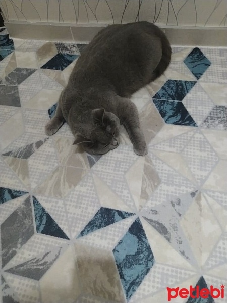 British Shorthair, Kedi  Balım fotoğrafı