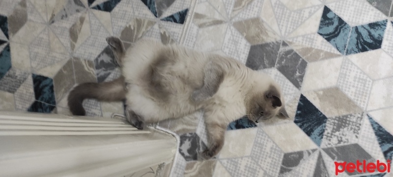 British Shorthair, Kedi  Mars fotoğrafı