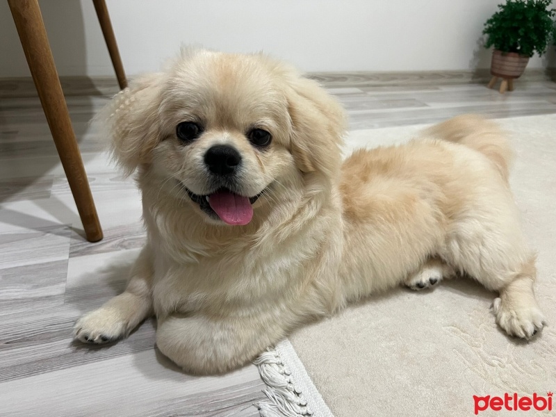 Pekingese, Köpek  Ares fotoğrafı