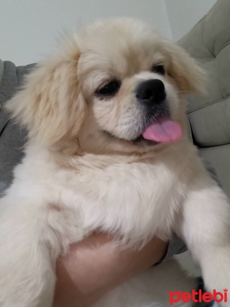 Pekingese, Köpek  Ares fotoğrafı