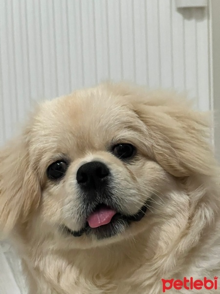 Pekingese, Köpek  Ares fotoğrafı