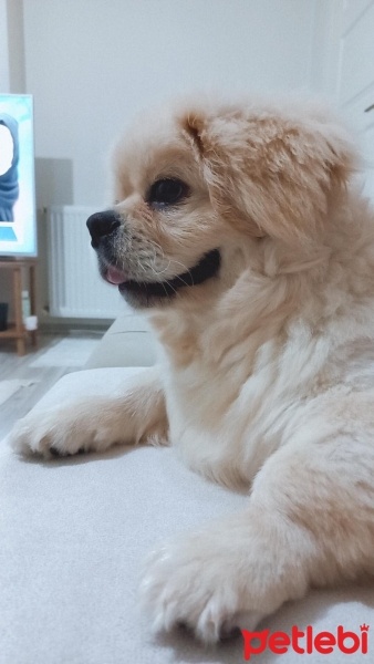 Pekingese, Köpek  Ares fotoğrafı