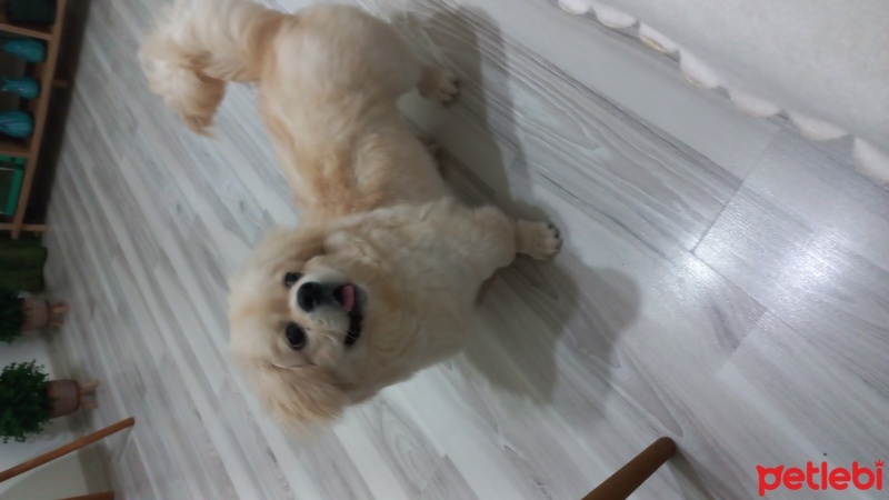 Pekingese, Köpek  Ares fotoğrafı