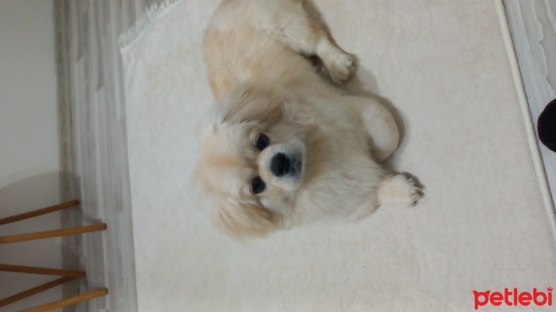 Pekingese, Köpek  Ares fotoğrafı