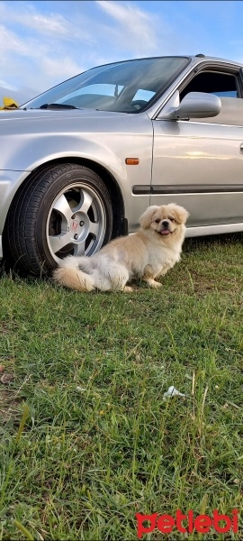 Pekingese, Köpek  Ares fotoğrafı