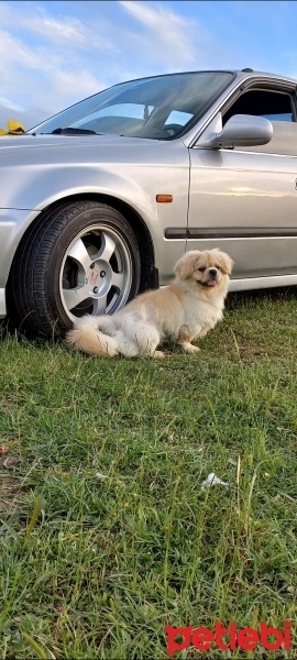 Pekingese, Köpek  Ares fotoğrafı