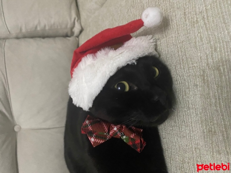 Bombay, Kedi  Mırmır sütcü fotoğrafı