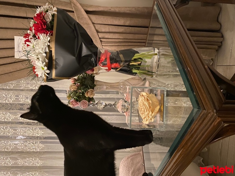 Bombay, Kedi  Mırmır sütcü fotoğrafı