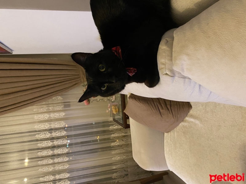 Bombay, Kedi  Mırmır sütcü fotoğrafı