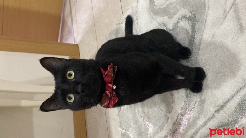 Bombay, Kedi  Mırmır sütcü fotoğrafı