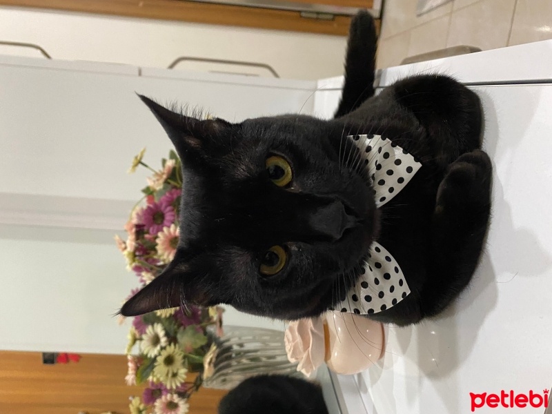 Bombay, Kedi  Mırmır sütcü fotoğrafı