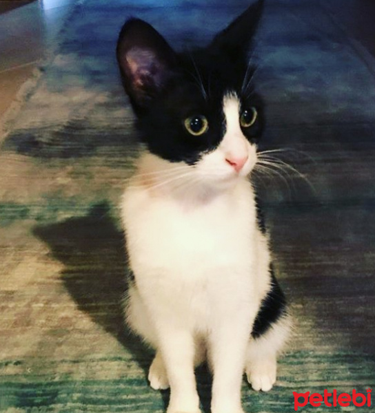 Tekir Kedi, Kedi  Mia fotoğrafı