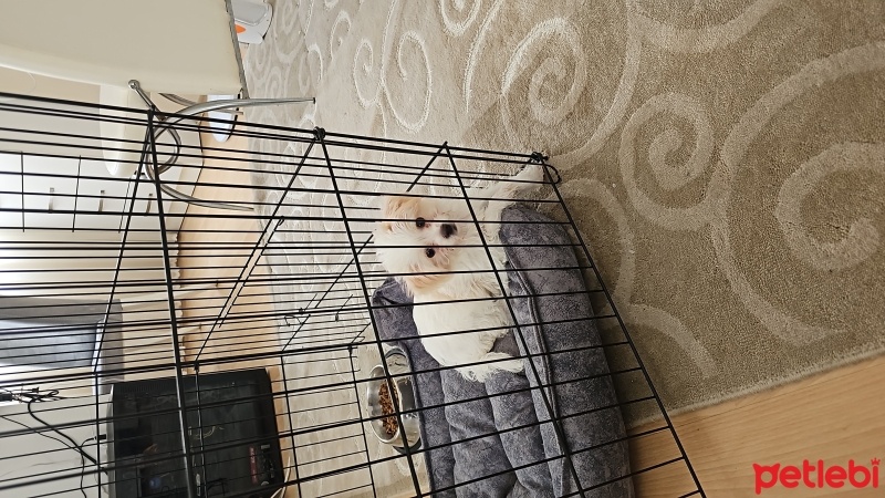 Maltese, Köpek  Tarçın fotoğrafı