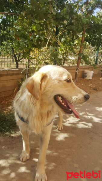 Golden Retriever, Köpek  Pamuk fotoğrafı