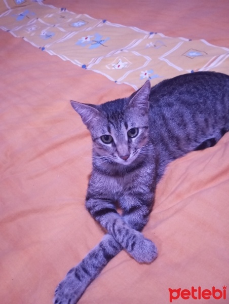 Tekir Kedi, Kedi  Sucuk fotoğrafı