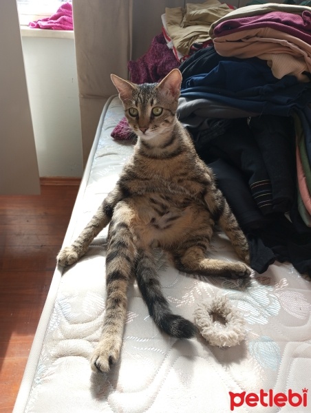 Tekir Kedi, Kedi  Sucuk fotoğrafı