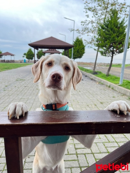 Labrador Retriever, Köpek  Luna fotoğrafı