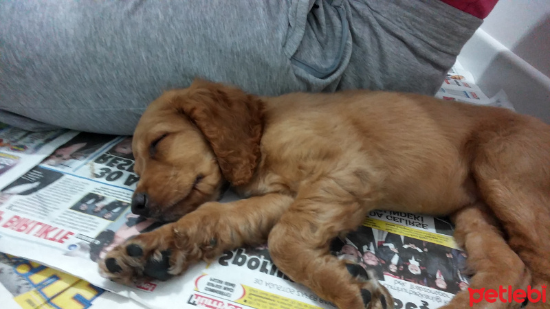 Amerikan Cocker Spaniel, Köpek  Şirin fotoğrafı