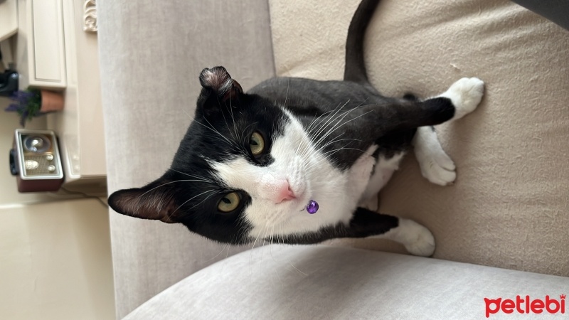 Tuxedo (Smokin) Kedi, Kedi  Düdük fotoğrafı