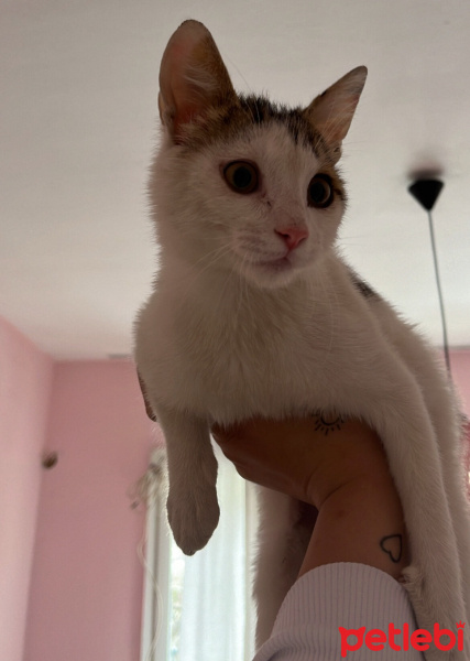 Tekir Kedi, Kedi  Şütlaç fotoğrafı