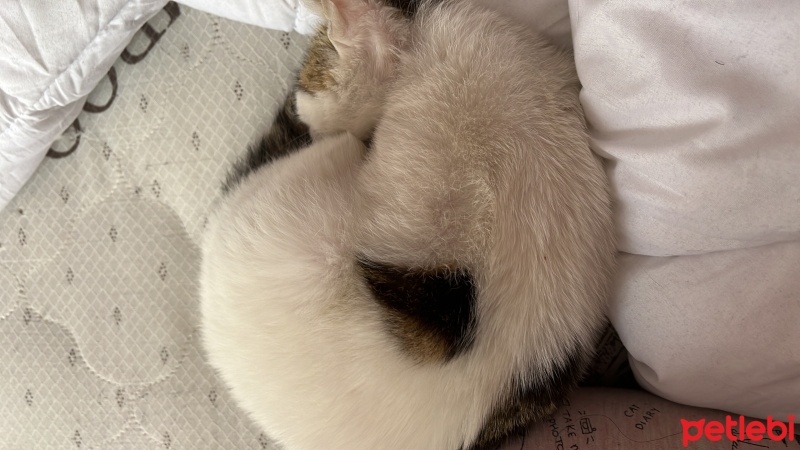 Tekir Kedi, Kedi  Şütlaç fotoğrafı