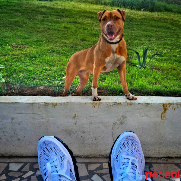Amerikan Pitbull Terrier, Köpek  reina fotoğrafı