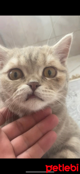 British Shorthair, Kedi  MİA fotoğrafı