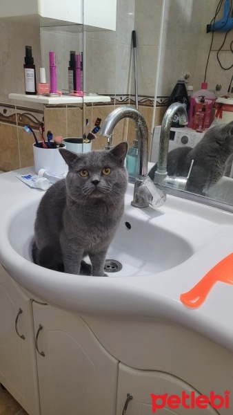 British Shorthair, Kedi  Duman fotoğrafı