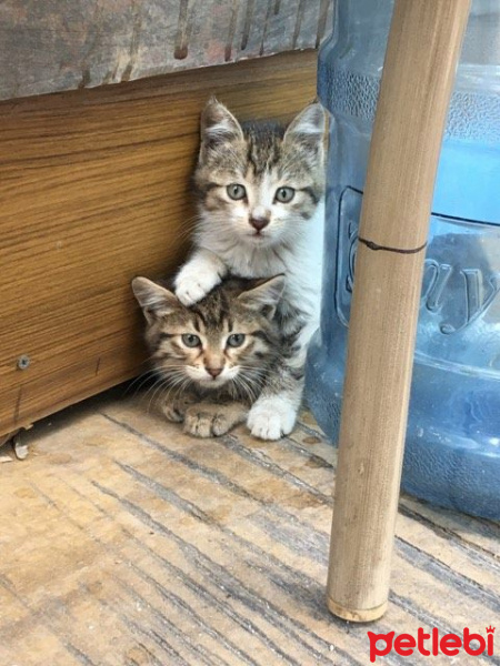 Tekir Kedi, Kedi  cesur fotoğrafı