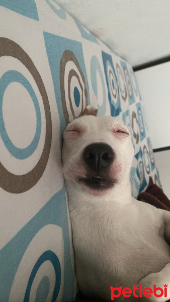 Jack Russell Terrier, Köpek  Venüs fotoğrafı