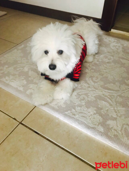 Maltese, Köpek  ponçik fotoğrafı