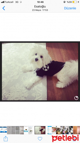 Maltese, Köpek  ponçik fotoğrafı