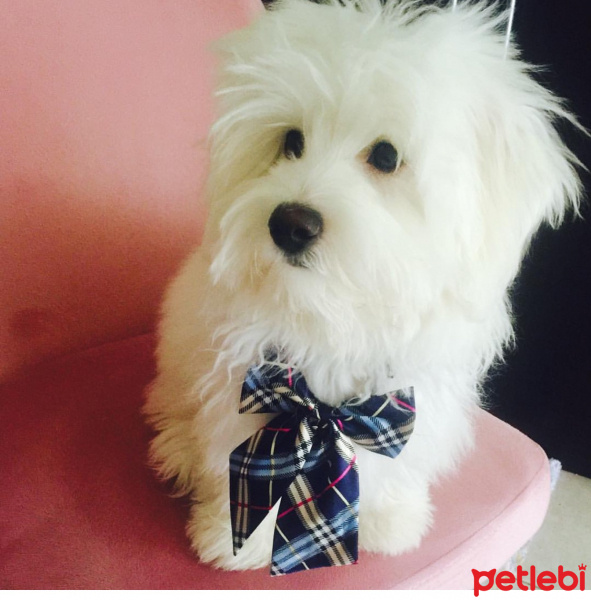 Maltese, Köpek  ponçik fotoğrafı