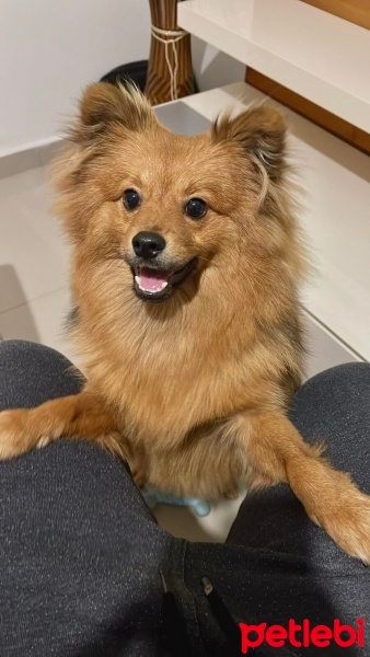 Pomeranyalı, Köpek  Range fotoğrafı