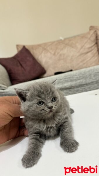 British Longhair, Kedi  LONG HAİR BRİTİSH fotoğrafı